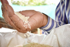 Stok Beras di Kaltara Dipastikan Aman hingga Enam Bulan dan Harga Terkendali