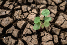 El Nino 2026 Diprediksi Picu Cuaca Ekstrem, Ini Dampaknya bagi Kehidupan Sehari-hari