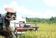 Panen Padi 2 Hektare di Desa Binusan Nunukan, Kelompok Tani Mattirowali Dukung Swasembada Pangan