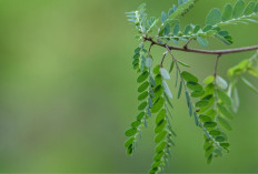 Daun Kelor Bisa Jadi Apa Saja? Ini 7 Olahan yang Bisa Dicoba Di Rumah!