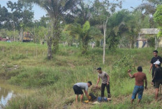 Diserang Buaya Saat Cari Rumput, Ibu Paruh Baya Berhasil Dievakuasi Polisi