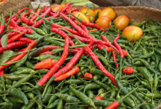 Update Harga Kebutuhan Pokok Tarakan 7 Oktober 2026, Cabai Keriting Naik dan Bawang Merah Turun