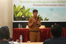 Pemprov Kaltara Matangkan Strategi Pengelolaan Mangrove untuk Perkuat Perlindungan Ekosistem Pesisir