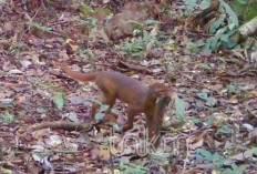 Kucing Merah Kalimantan Kembali Terekam di Malinau, Habitat Taman Nasional Kayan Mentarang Jadi Sorotan